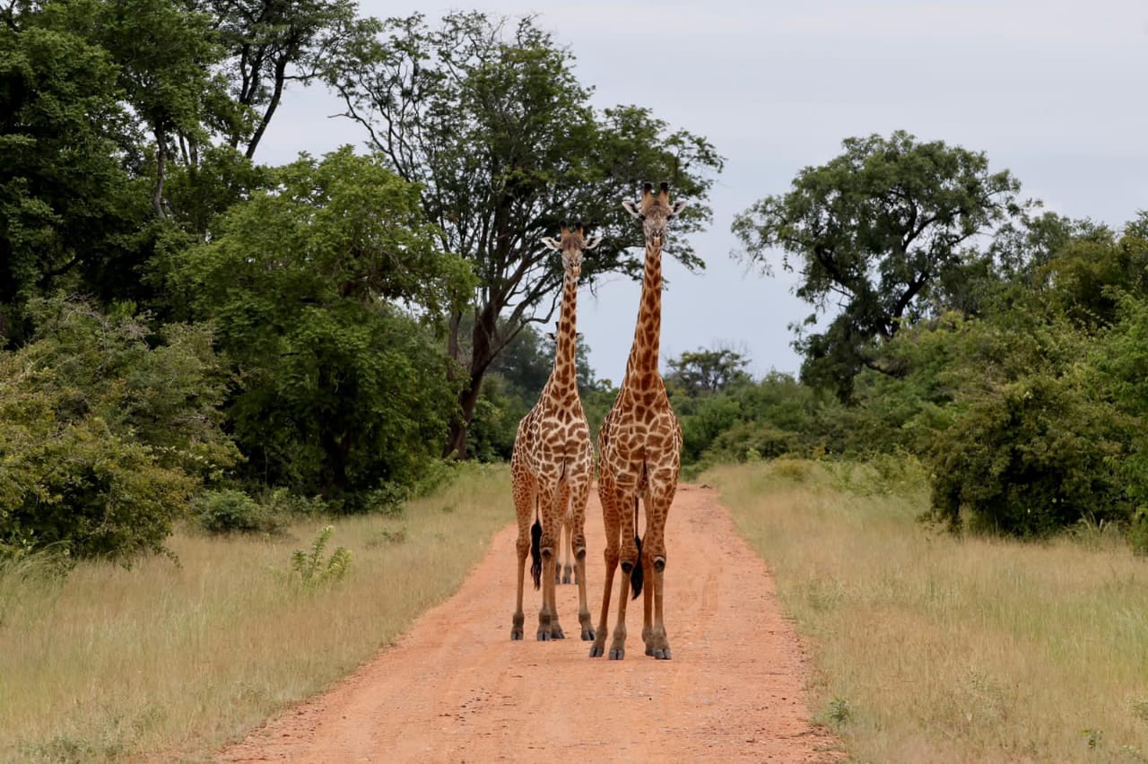 Giraffes on the Plains